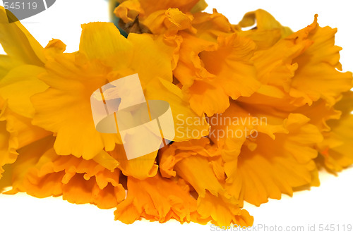 Image of Daffodils