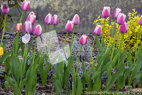 Image of Tulips