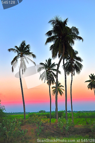 Image of Palm Tree