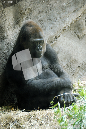 Image of Gorilla