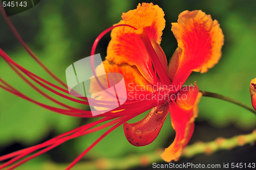 Image of Gulmohar