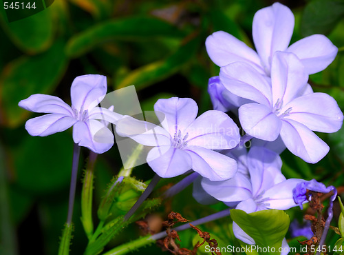 Image of Violets