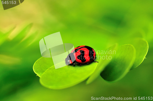 Image of Lady Bug