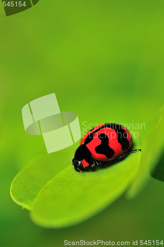 Image of Lady Bug