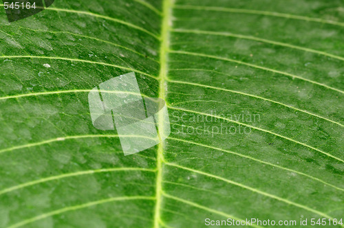 Image of Leaf