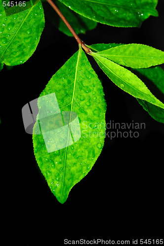 Image of dew drops