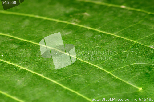 Image of Leaf