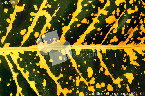 Image of Leaf