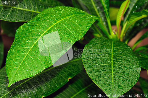 Image of dew drops