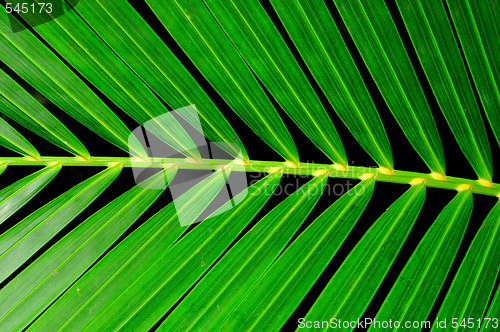 Image of Palm Leaf