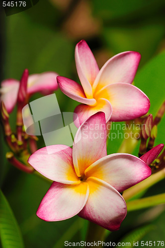 Image of Frangipani