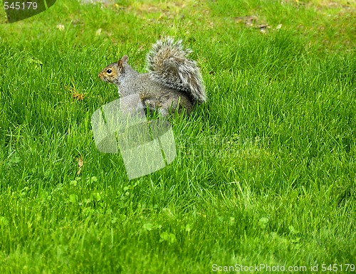 Image of Squirrel