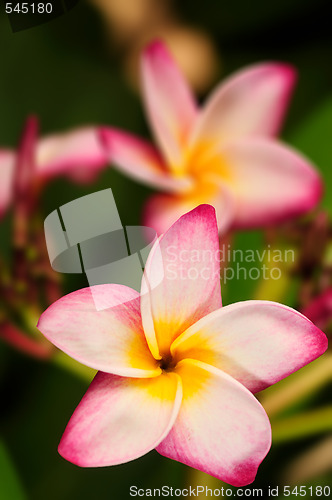 Image of Frangipani