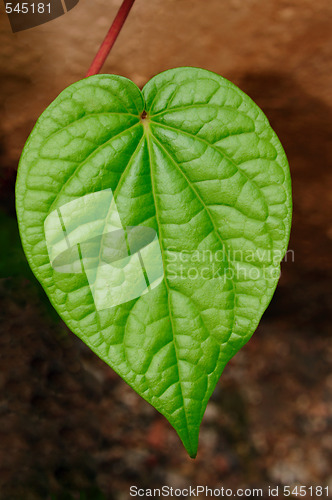 Image of Leaf Macro