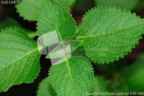 Image of Spring