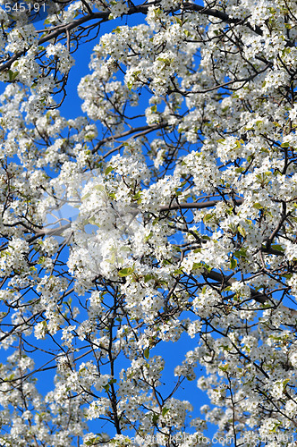 Image of Cherry Blossoms