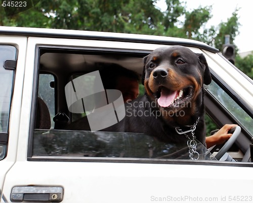 Image of Dog looking through car window