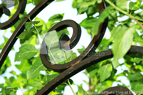 Image of Forge iron in green leaves