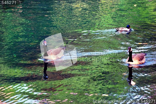 Image of Birds on water