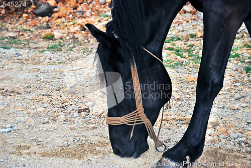 Image of Black horse