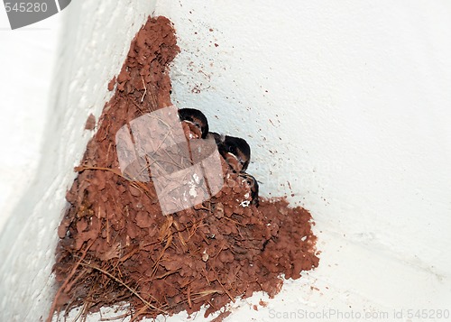 Image of Swallow nest