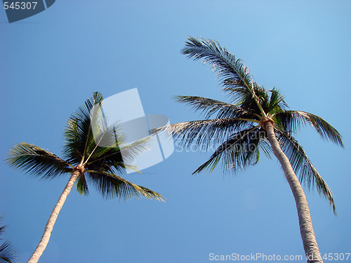 Image of Palm trees