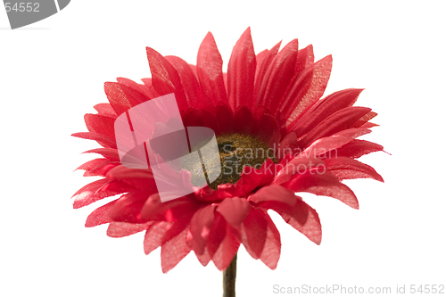 Image of red flower