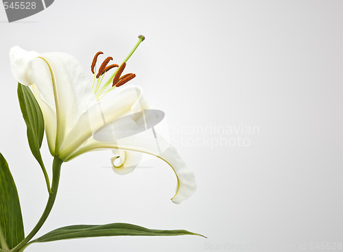 Image of white lilly