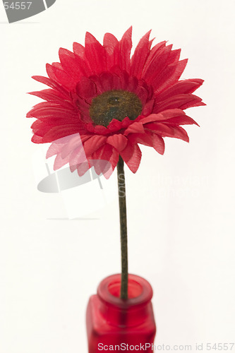 Image of red flower in a red vase