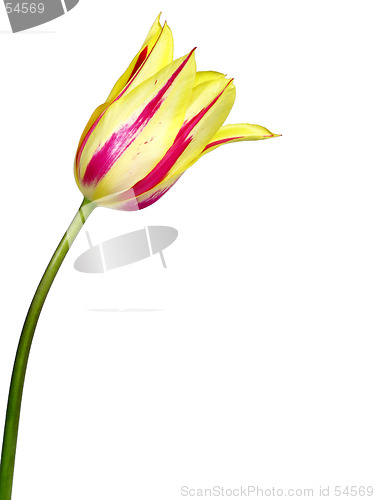 Image of tulip #2