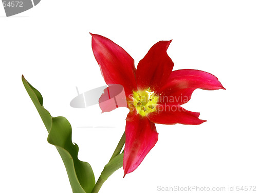 Image of tulip