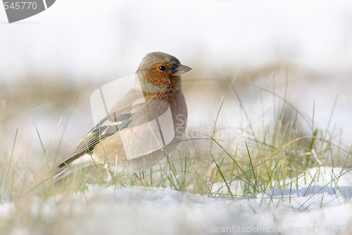 Image of Chaffinch in the snow