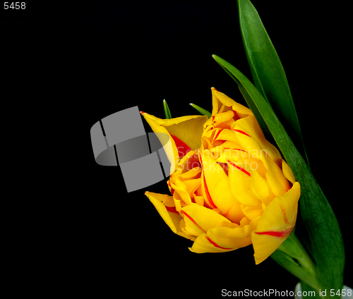 Image of Tulip