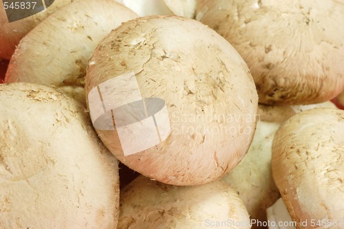 Image of Closeup of Mushrooms