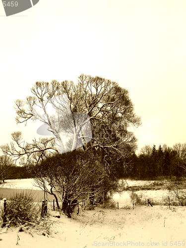 Image of Tree in winter