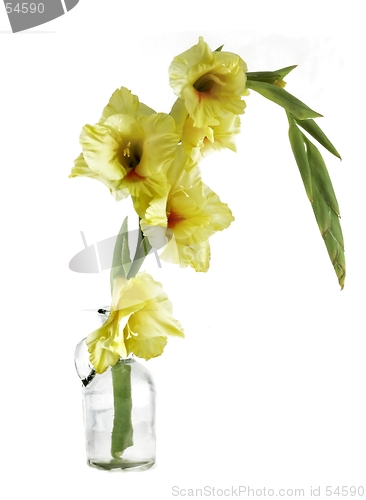 Image of flower