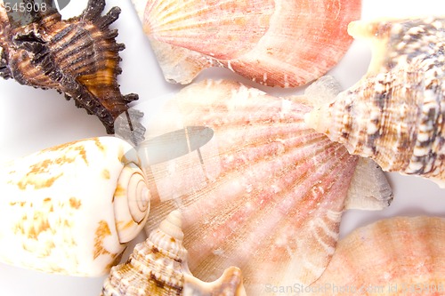 Image of shells background