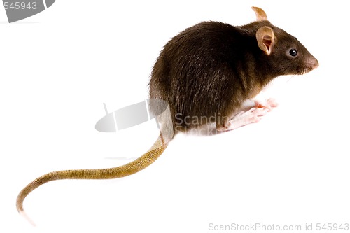 Image of Brown Rat