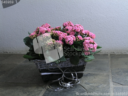 Image of Kalanchoe