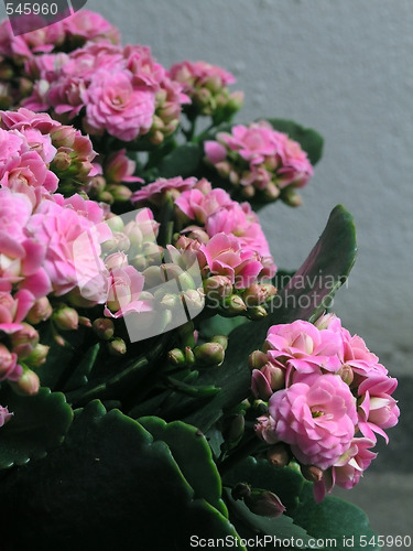 Image of Kalanchoe