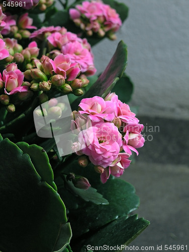 Image of Kalanchoe