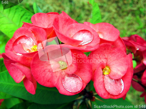 Image of Flower drops