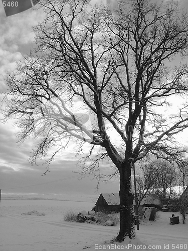 Image of Oak in winter