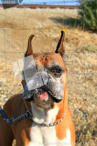 Image of Boxer Dog