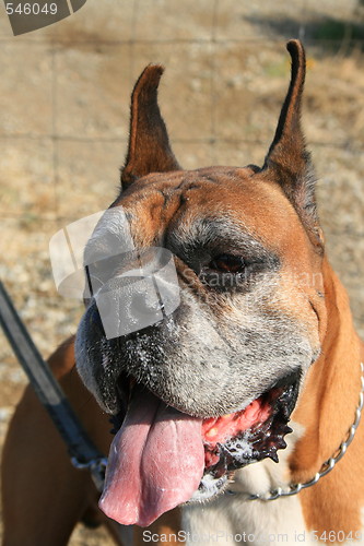 Image of Boxer Dog