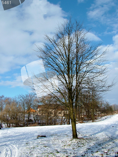 Image of Park tree, winter