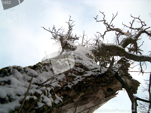 Image of Tree in sky, winter