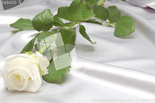 Image of  white rose