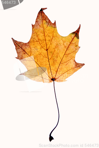 Image of Autumn leaf background