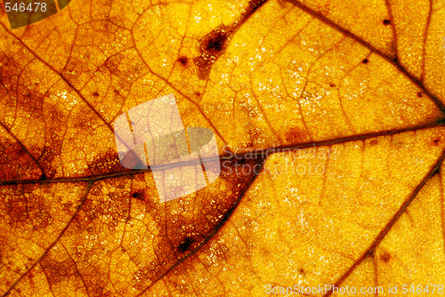 Image of Autumn leaf background